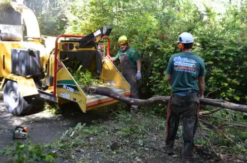 tree services Alum Rock